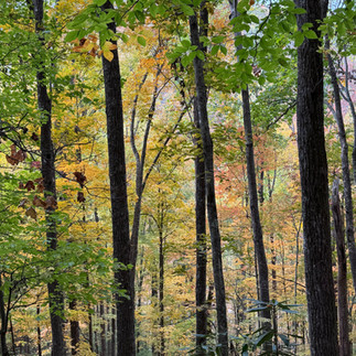 View along a trail in Great Smoky Mountains National Park