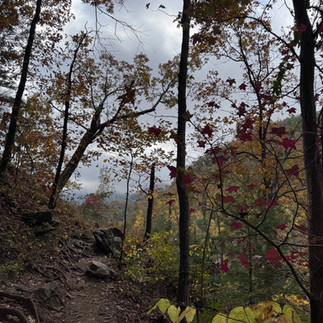 View along a trail in Great Smoky Mountains National Park