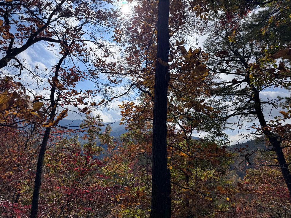 A view along Spruce Flats Falls Trail in Great Smoky Mountains National Park
