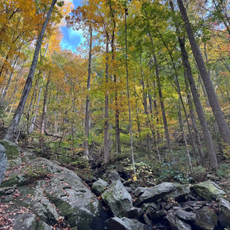 View along a trail in Great Smoky Mountains National Park