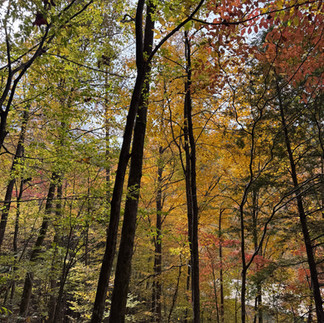 View along a trail in Great Smoky Mountains National Park