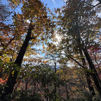 View along a trail in Great Smoky Mountains National Park