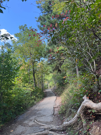 View along a trail in Great Smoky Mountains National Park