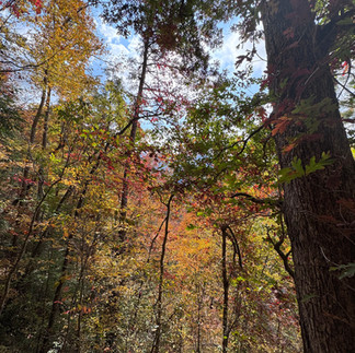 View along a trail in Great Smoky Mountains National Park