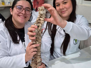 Aula prática de Anatomia