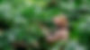 anafartacoffee-banner1.jpg