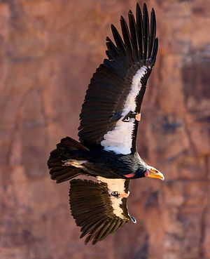 CA Condors.jpg