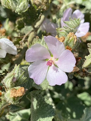Santa Clarita Bushmallow.jpg