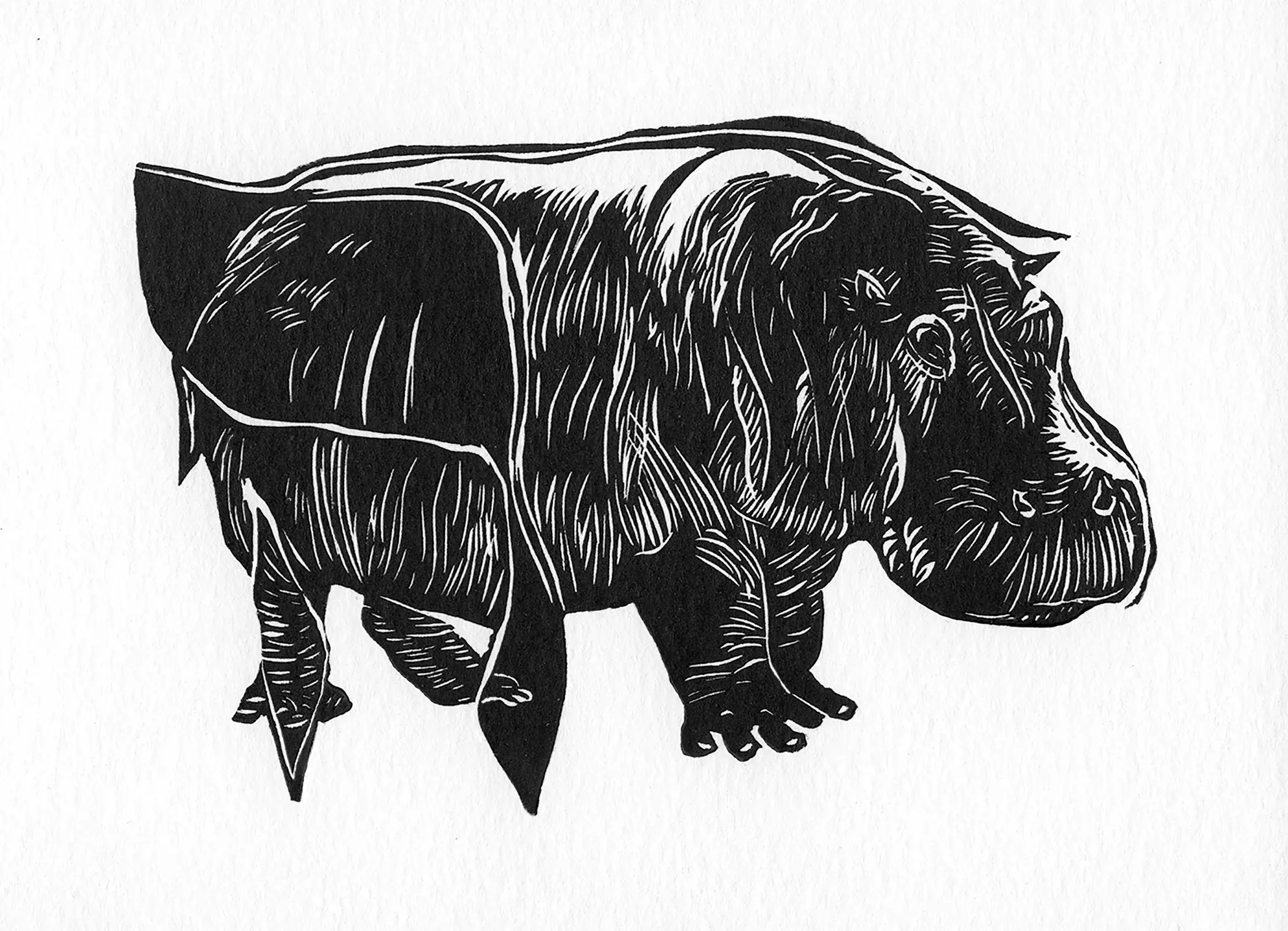 Heh-Hiypopotam Hippopotamus ה– היפופוטם