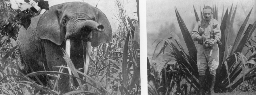 Photographies issues du livre ” Pionniers de la photographie animalière ” éditions ” Pôles d’image