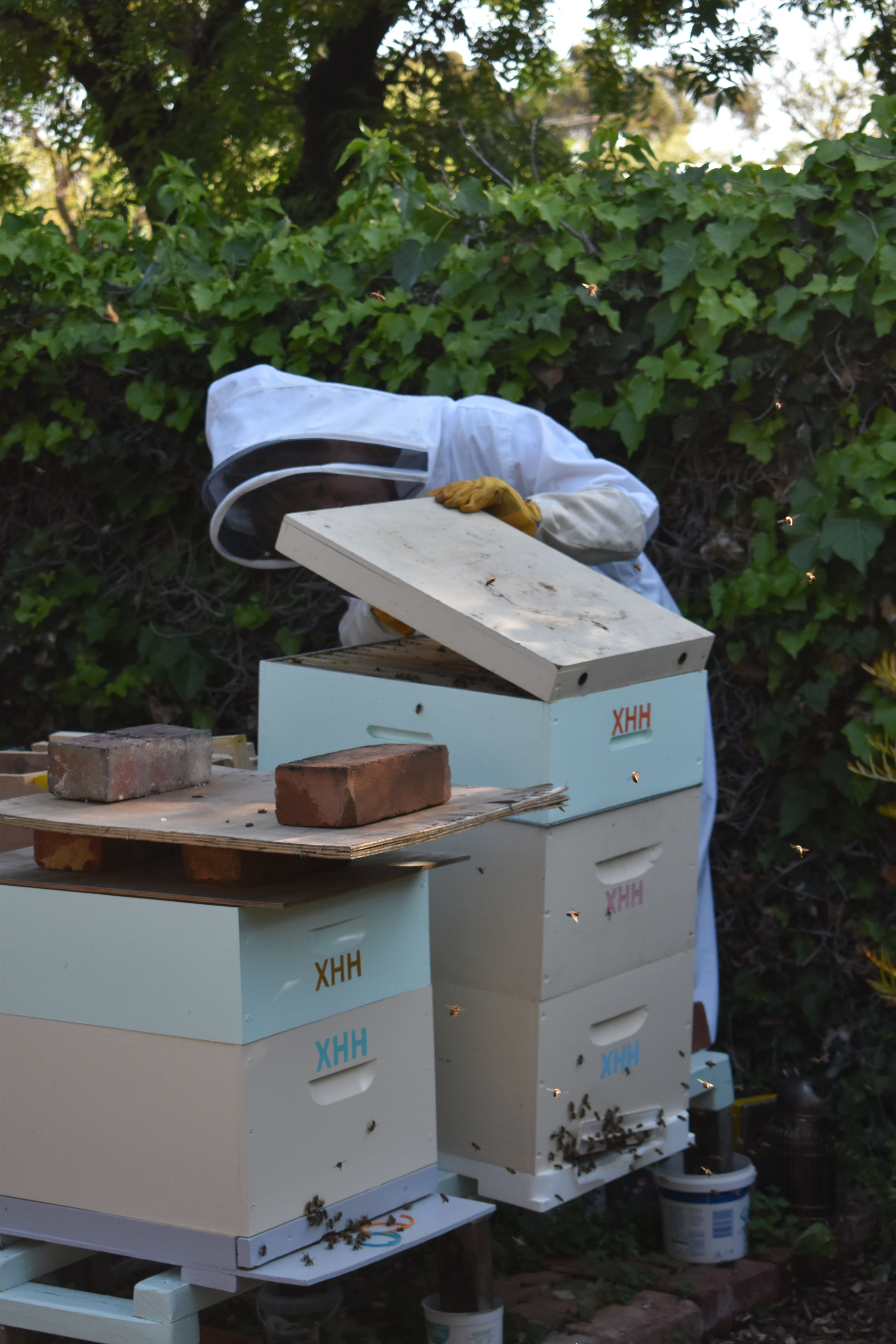 Backyard Beekeeping course for Beginners