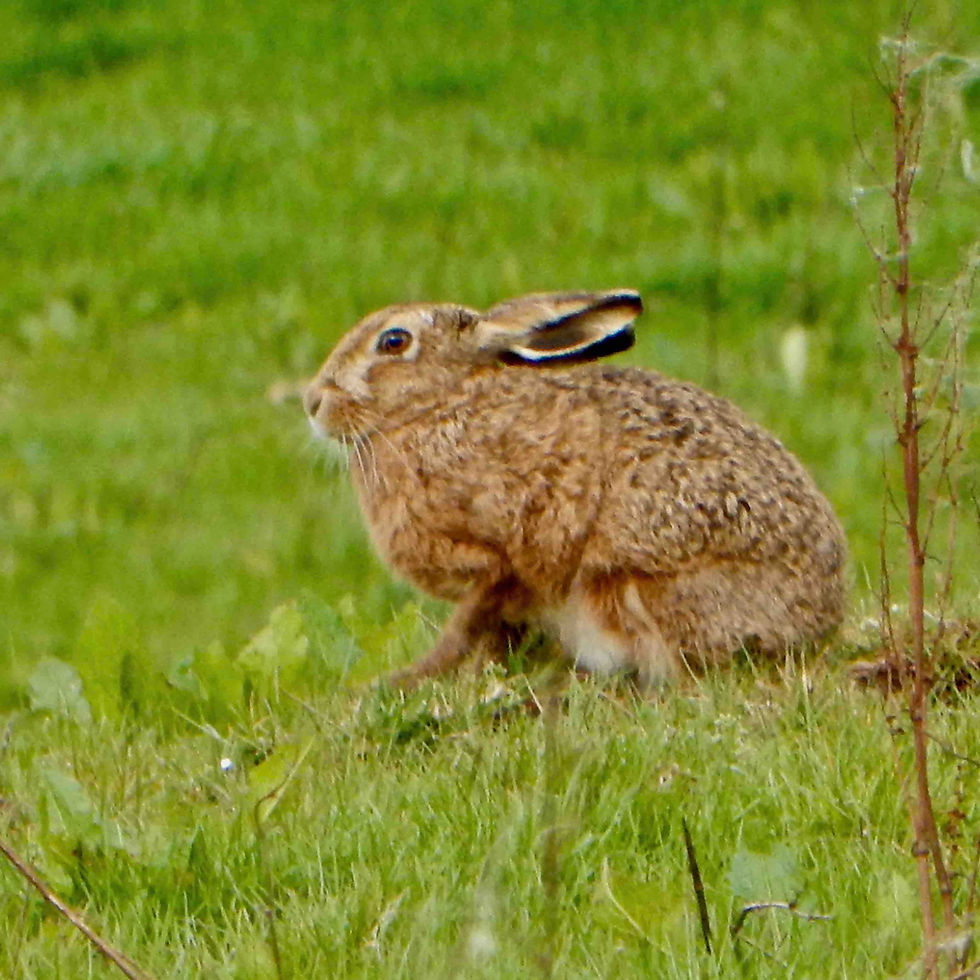 Hare photographed over the garden wall