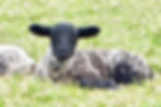 North Country Mule x Suffolk lamb photographed in the Ullswater valley