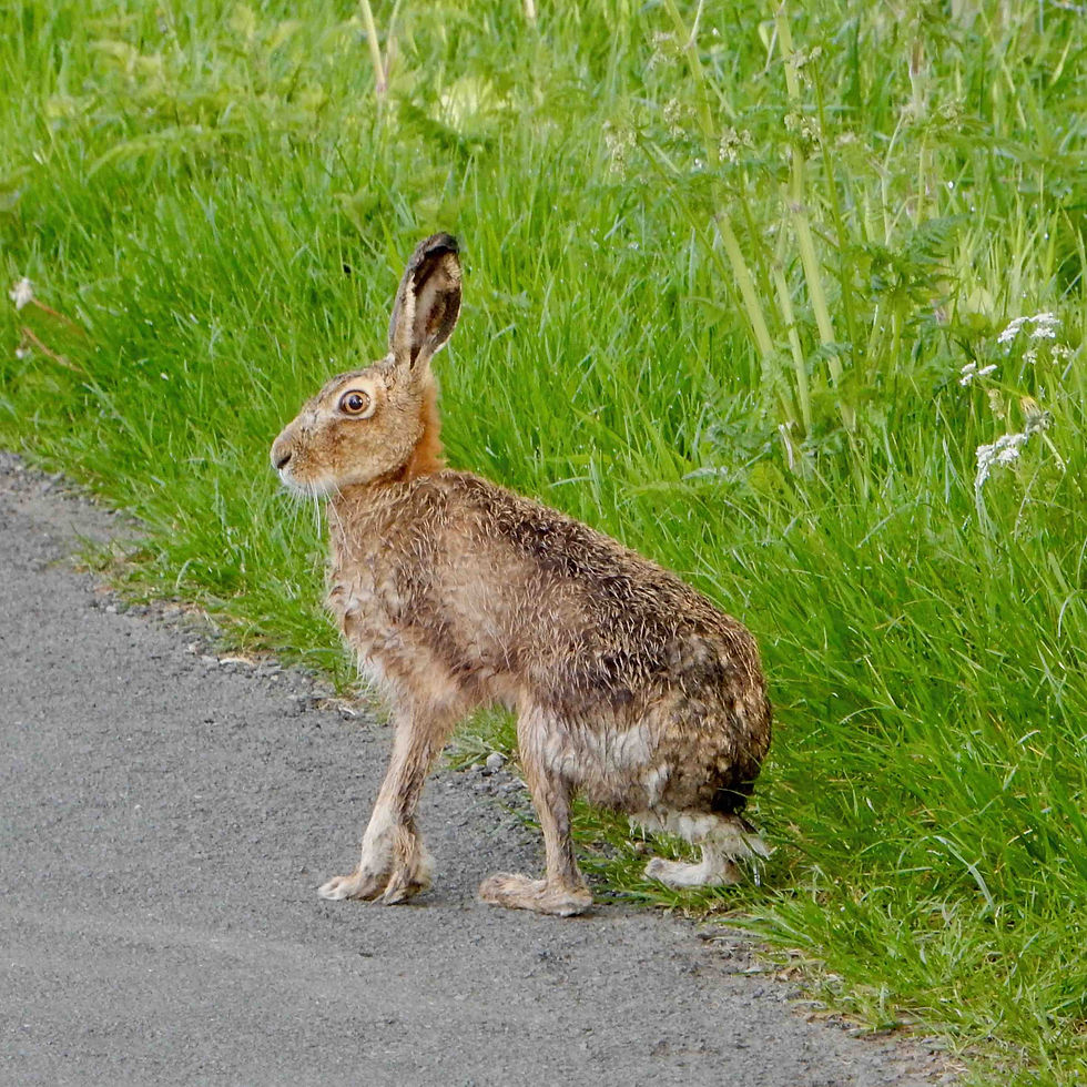 Hare photographed beside a grass verge, Ullswater valley