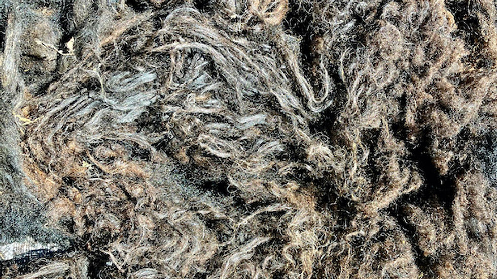 Raw fleece, straight from the sheep, laid out for skirting.