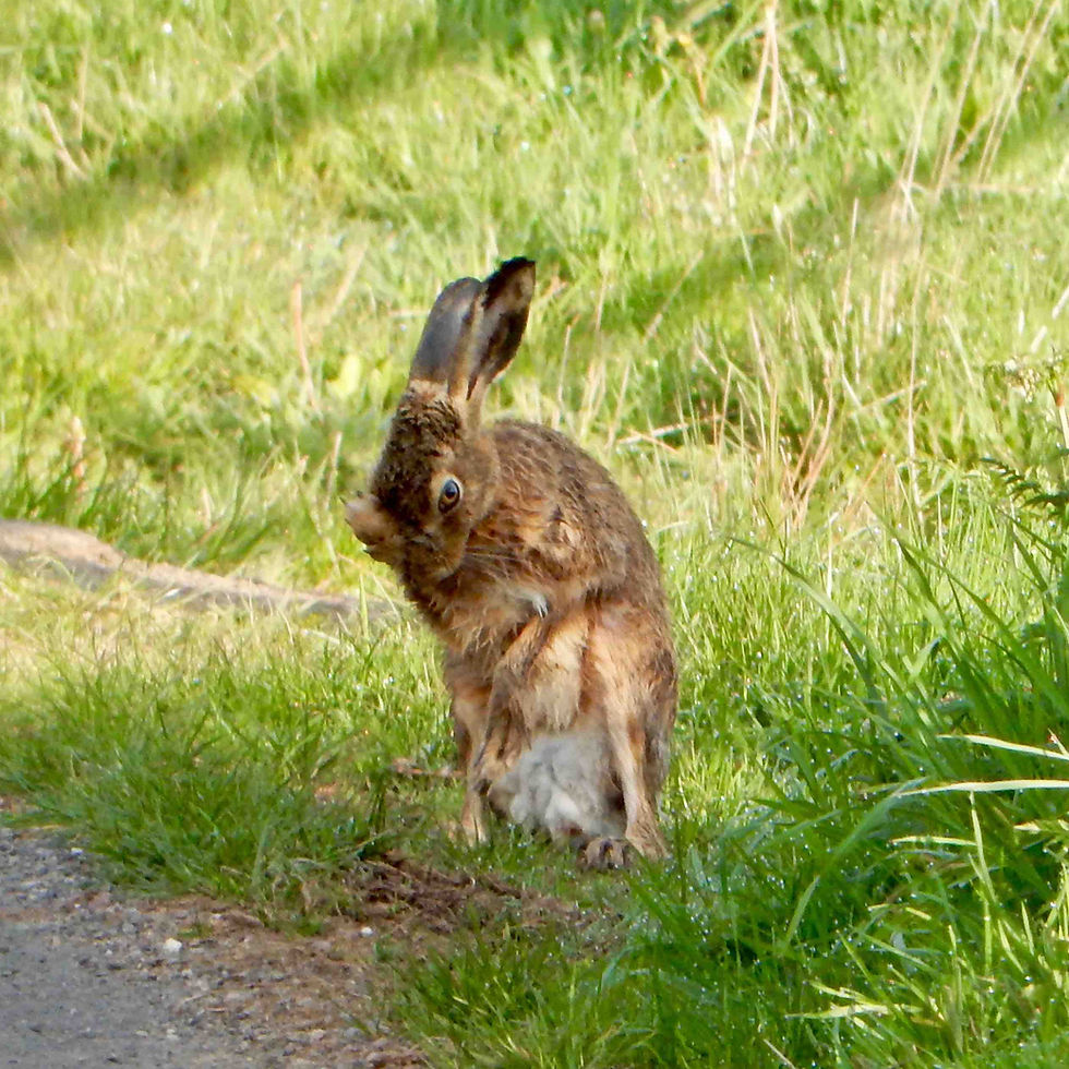 Hare grooming on a grass verge