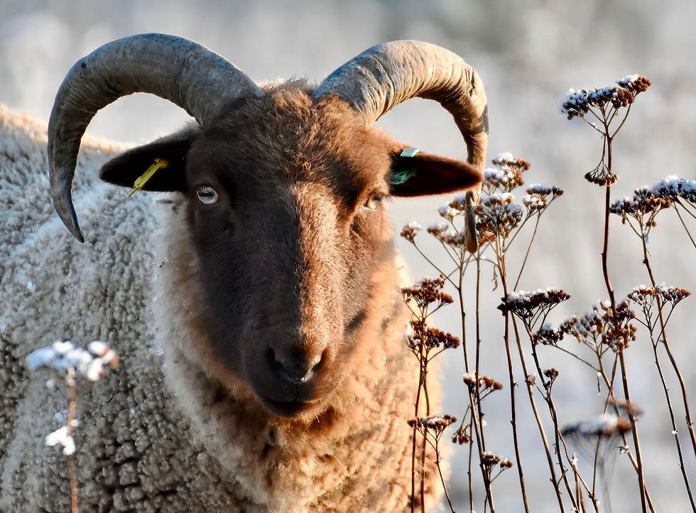 One of Alice Underwood's rare breed Manx Loaghtan ewes