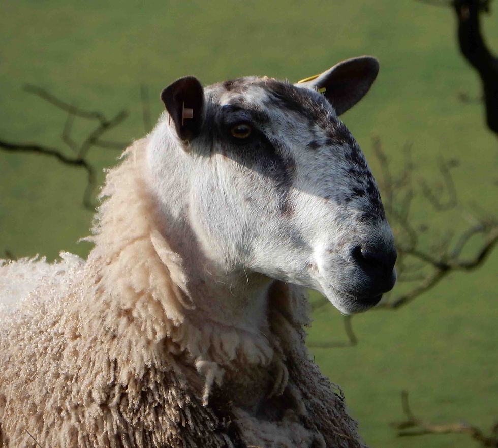 Bluefaced Leicester ram, photographed in the Ullswater valley