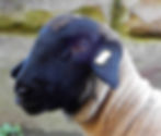 Suffolk sheep photographed in the Eden valley, Cumbria