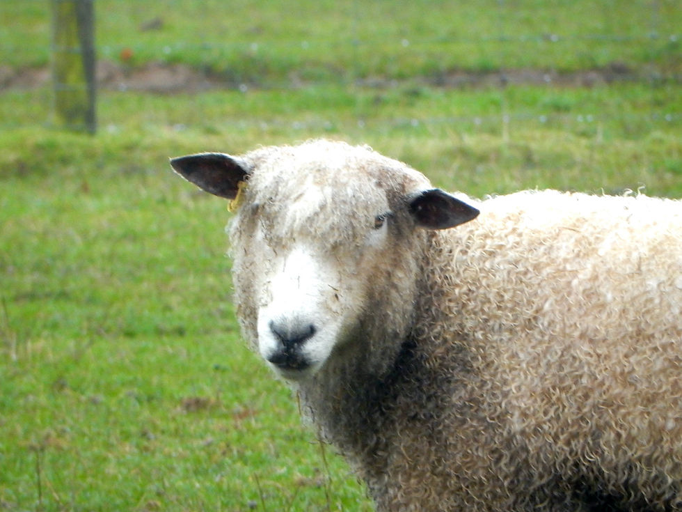 A photograph of a Cotswold sheep taken at the Cotswold Farm Park
