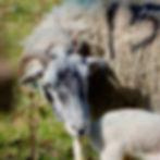 Mature Swaledale mother - a valuable resource for farmers