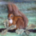 Red Squirrels
