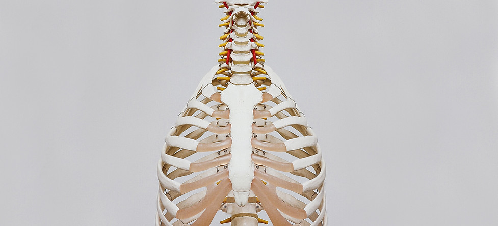Chest Cavity