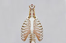 abstract 3D spine — AI medical design visualization