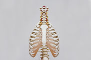 Chest Cavity