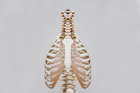 Chest Cavity