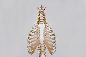 Chest Cavity