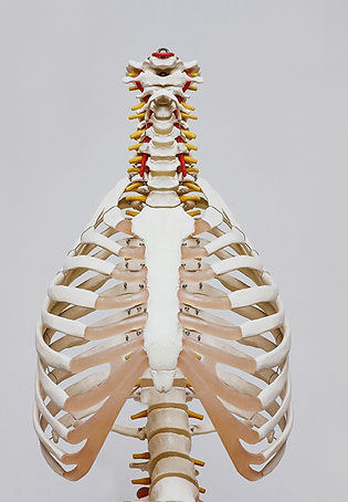 Human Ribcage Model