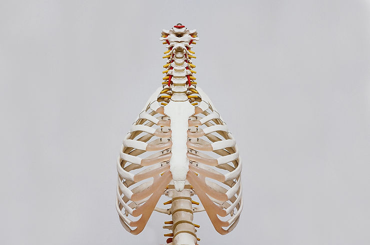 ribcage and spine model