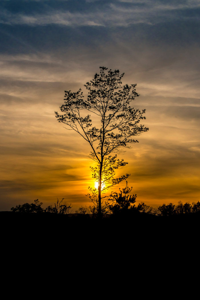 _FSP6221Tree