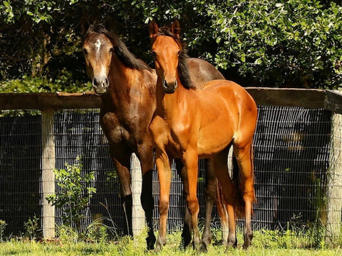 Leadership Coaching with Horses