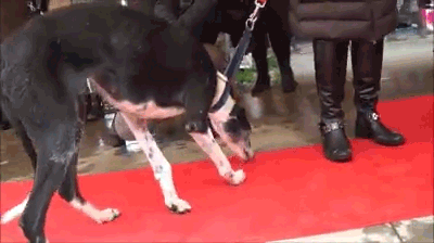 Alessio Borromeo Rieducazione cani problematici