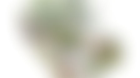 ¿Cuánto cuesta crear un jardín bien diseñado?