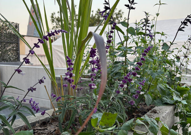 PH2 JARDINERAS POLINIZADORAS