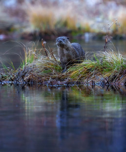 River otter scans the banks in the high Sierra - Winter 2025