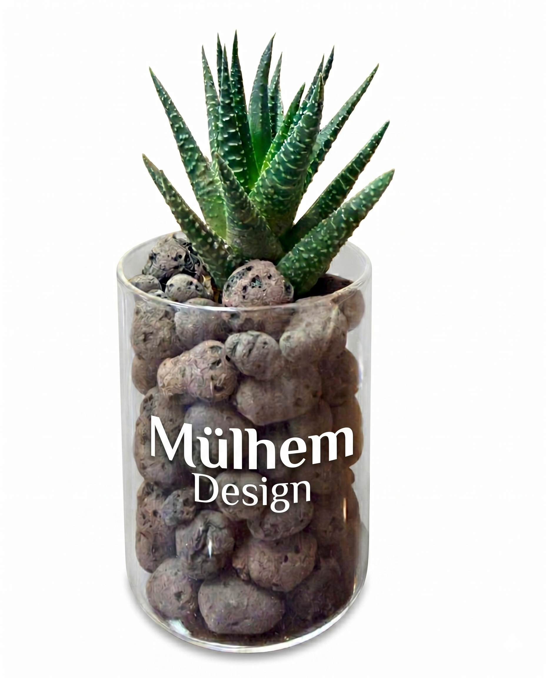 Haworthia Fasciata (Zebra Sukulent) – Özel Cam Tasarım