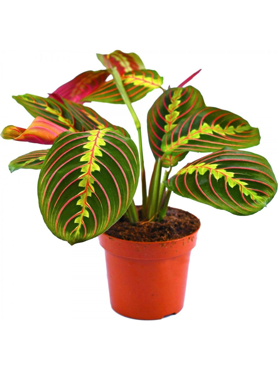 Maranta Tricolor (Dua Çiçeği)