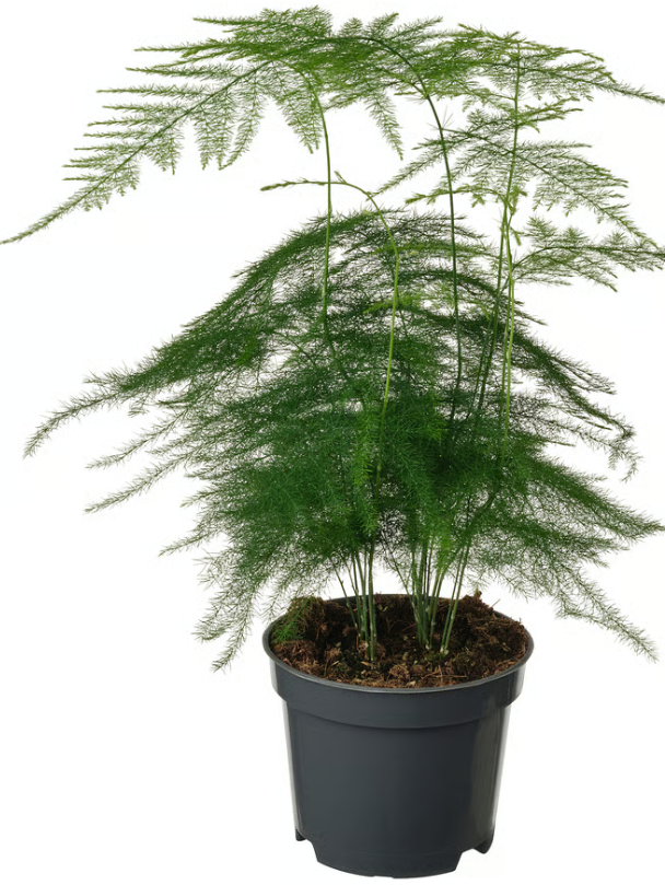 Asparagus (Tül Kuşkonmaz / Süs Kuşkonmazı
