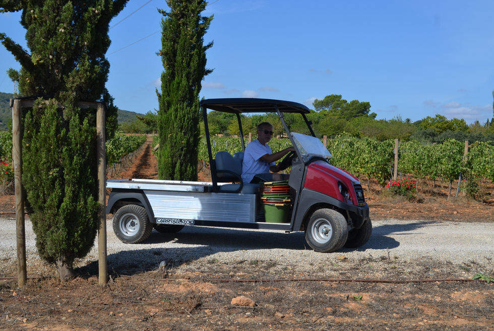 Bodega Son Juliana, harvest time