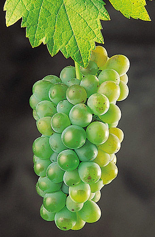 Un racimo de uvas Godello - foto de la DO Bierzo