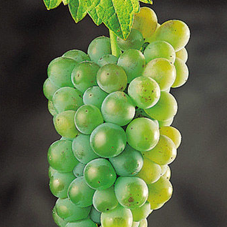A bunch of Godello grapes - photo from DO Bierzo