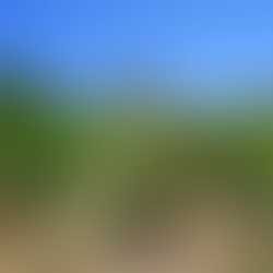 Nurtured vines at Finca Can Gelat