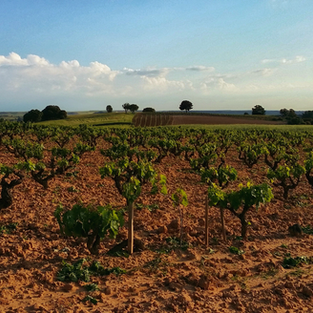 'Ribera del Duero has the largest quantity'...