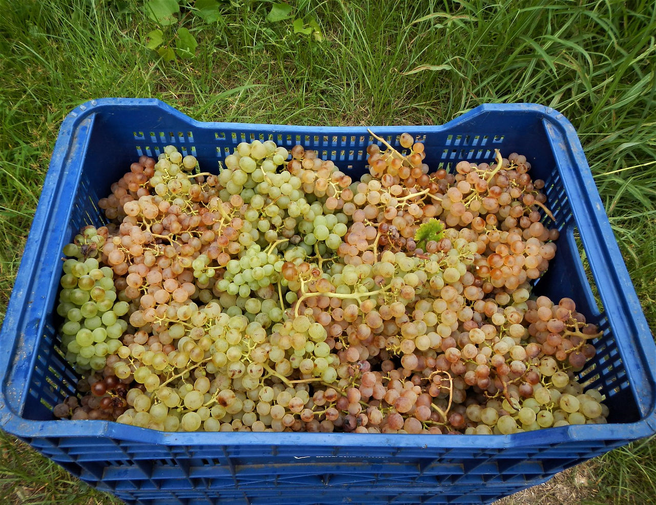 One full box of Malvasia grapes for Selva Vins, Mallorca