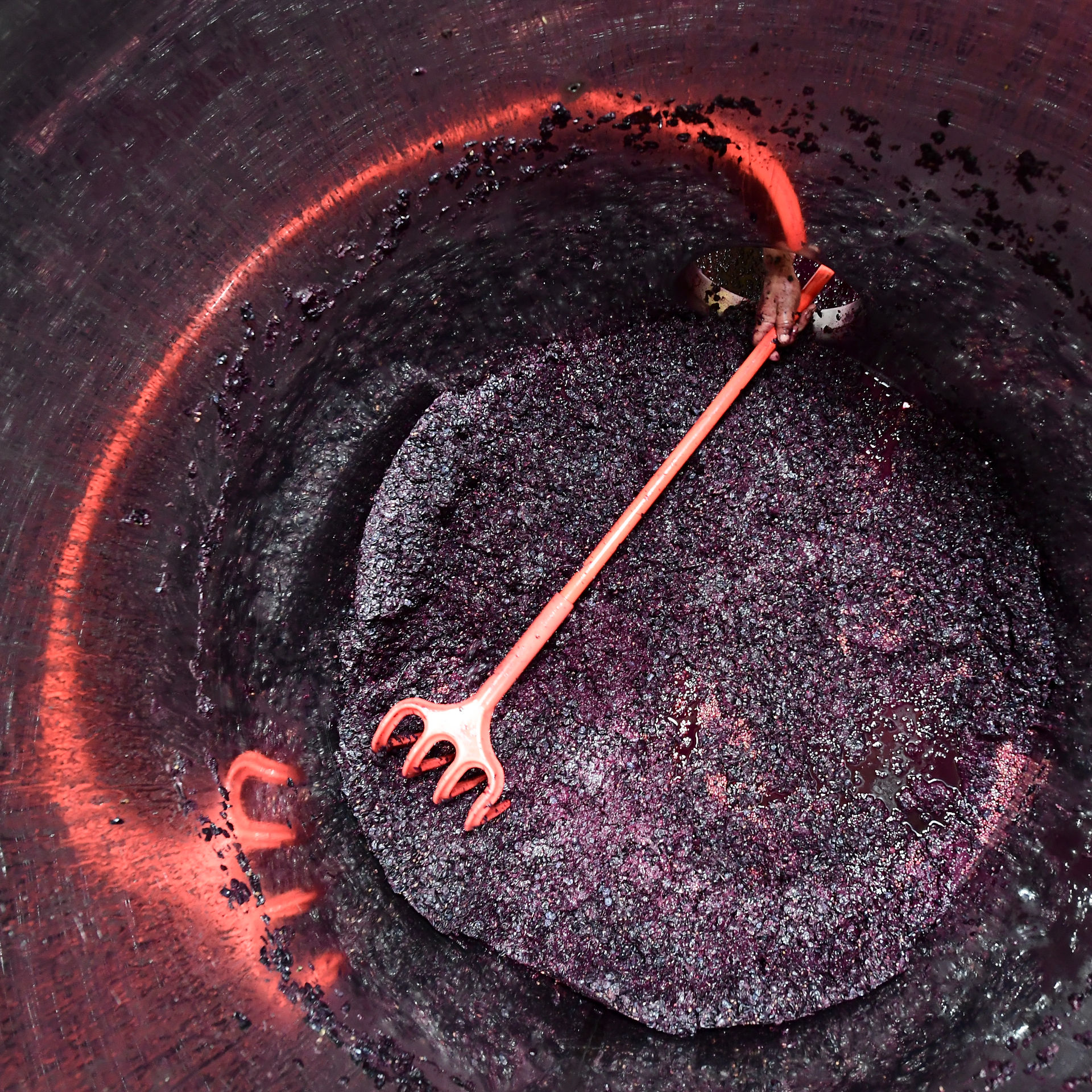 Red wine production by hand at Adega Do Demo