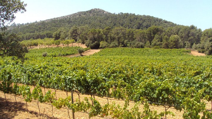 Biodiversity surrounding a vineyard